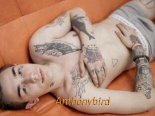 Anthonybird