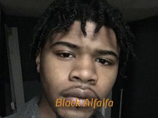 Black_Alfalfa