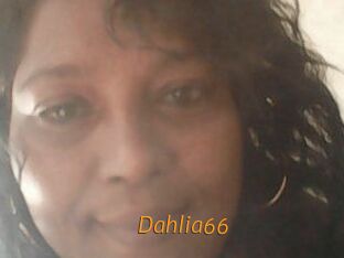 Dahlia66