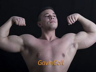 GavinColt