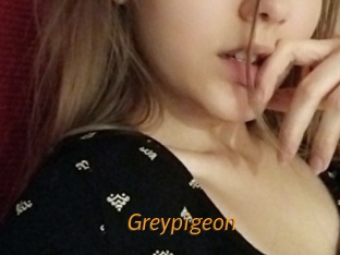 Greypigeon