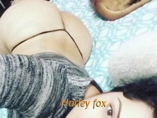 Harley_fox