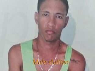 Male_stallion